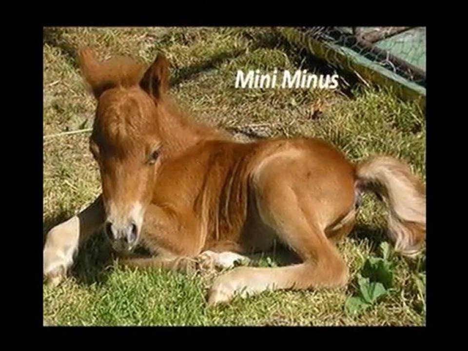 Mini Poons