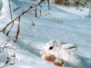 SKUPINA VETER bela snežinka