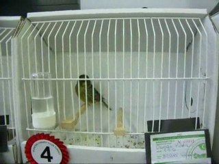 03-MELANİN YEŞİL KABAK ERKEKLER | CLUP SHOW 2010