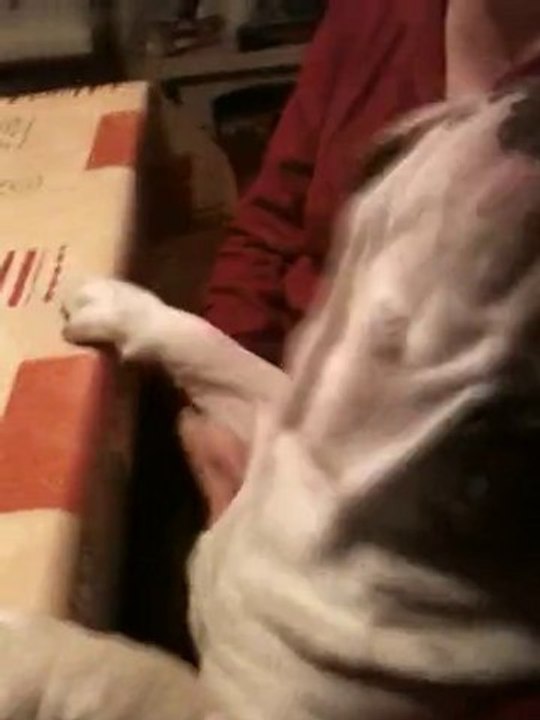 Marley Bulldog Anglais