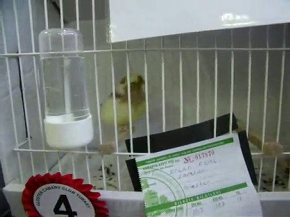 06-MELANİN KULA KABAKLAR | CLUP SHOW 2010