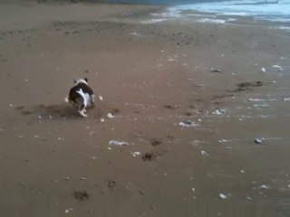 Marley Bulldog Anglais