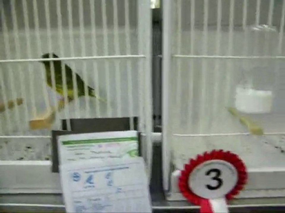 07-İNCE TÜY TEPELİLER | CLUP SHOW 2010