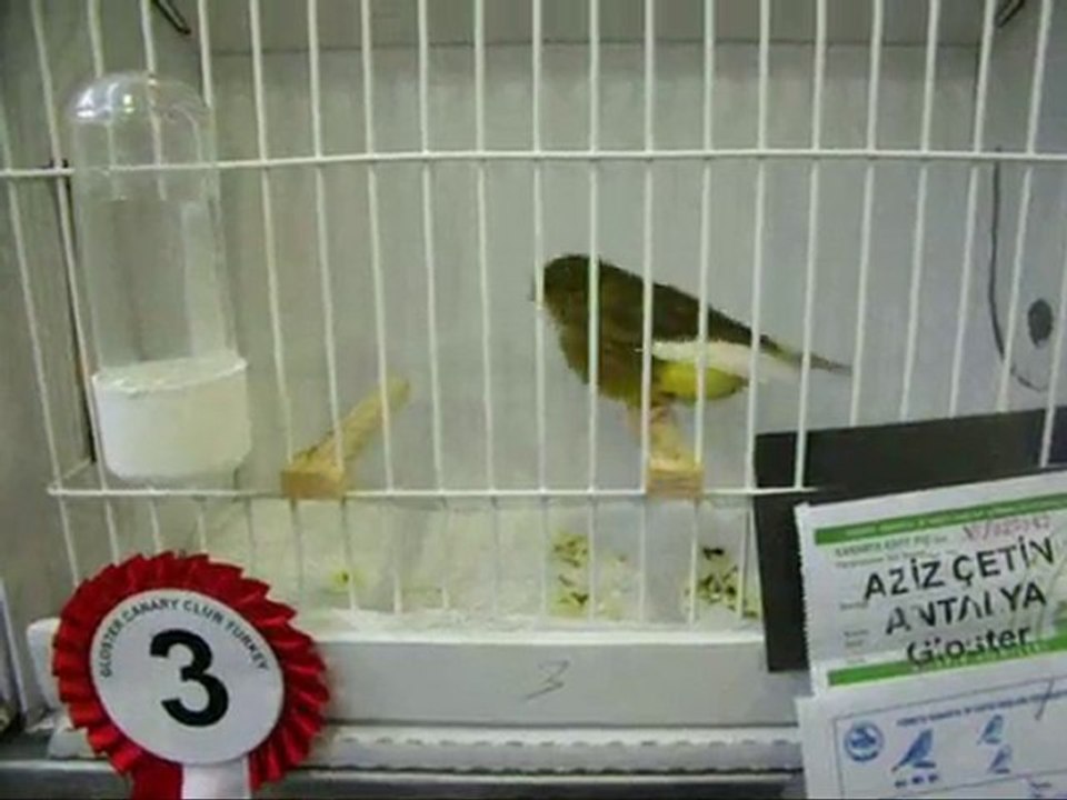 08-İNCE TÜY KABAKLAR | CLUP SHOW 2010