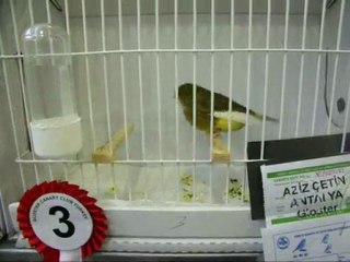 08-İNCE TÜY KABAKLAR | CLUP SHOW 2010