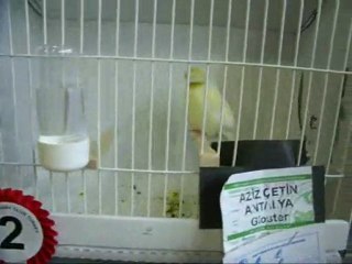 09-LİPOGROM DÜZ SARI TEPELİLER | CLUP SHOW 2010