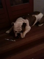 Marley Bulldog Anglais