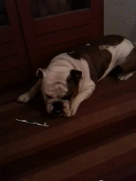 Marley Bulldog Anglais