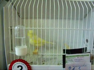 10-LİPOGROM DÜZ SARI KABAKLAR | CLUP SHOW 2010