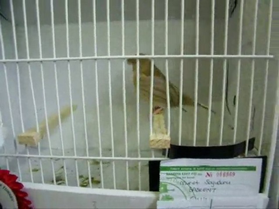 11-BEYAZ GRİ BEŞİKTAŞLI TEPELİLER | CLUP SHOW 2010