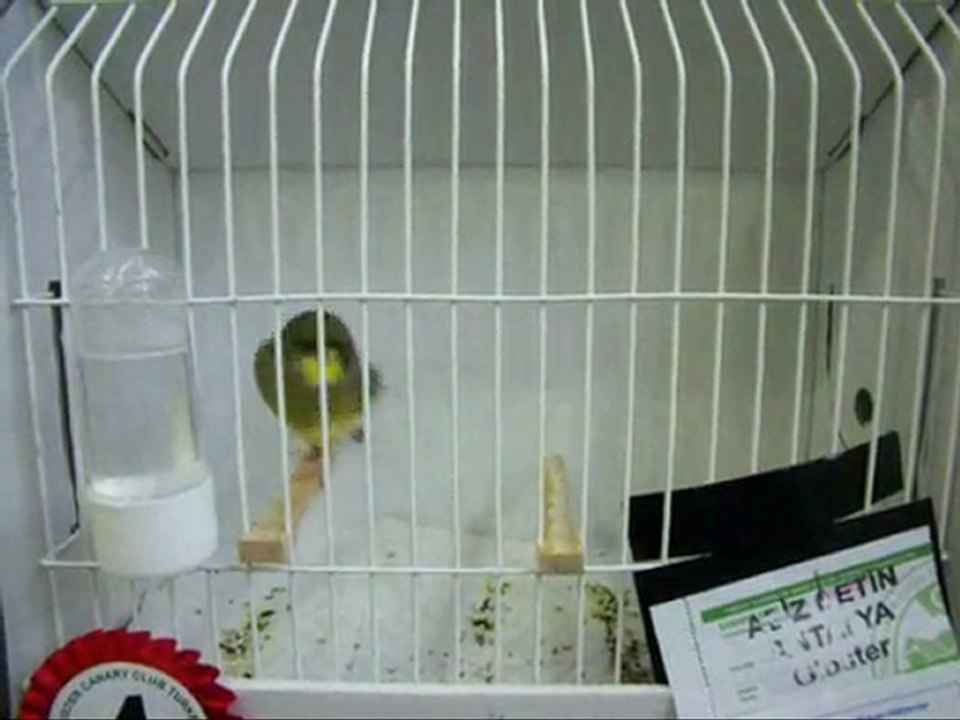 15-AHRAÇ KABAK ERKEKLER | CLUP SHOW 2010