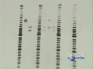 ADN: Genetica forense