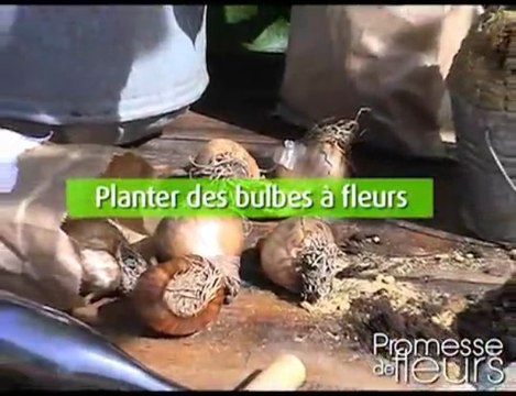 Bulbes à fleurs - Planter vos bulbes en ligne