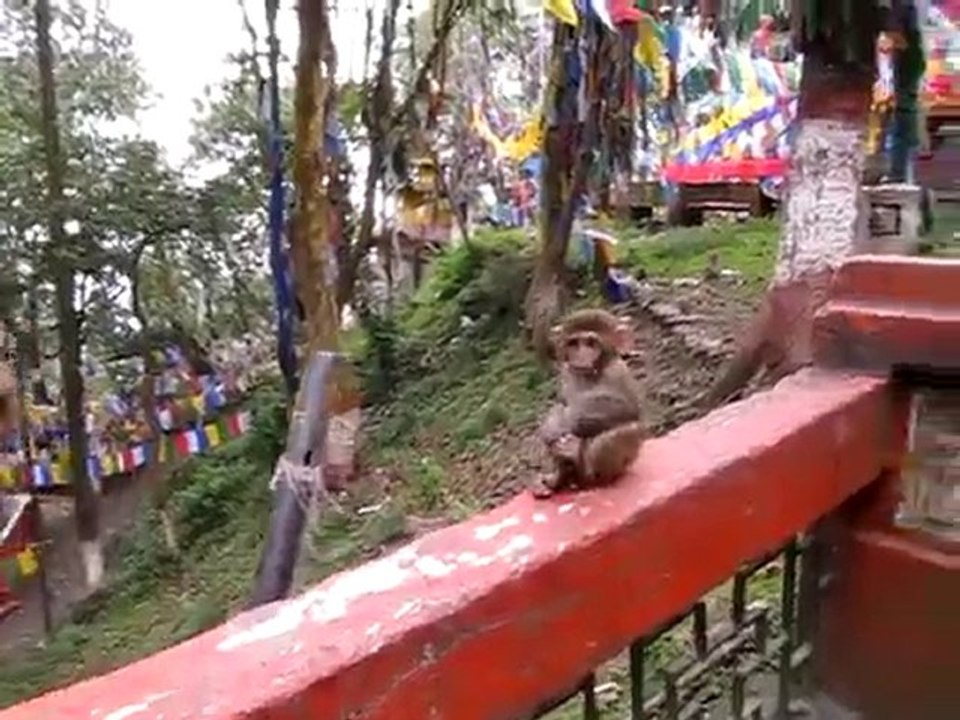 Darjeeling2010 1280