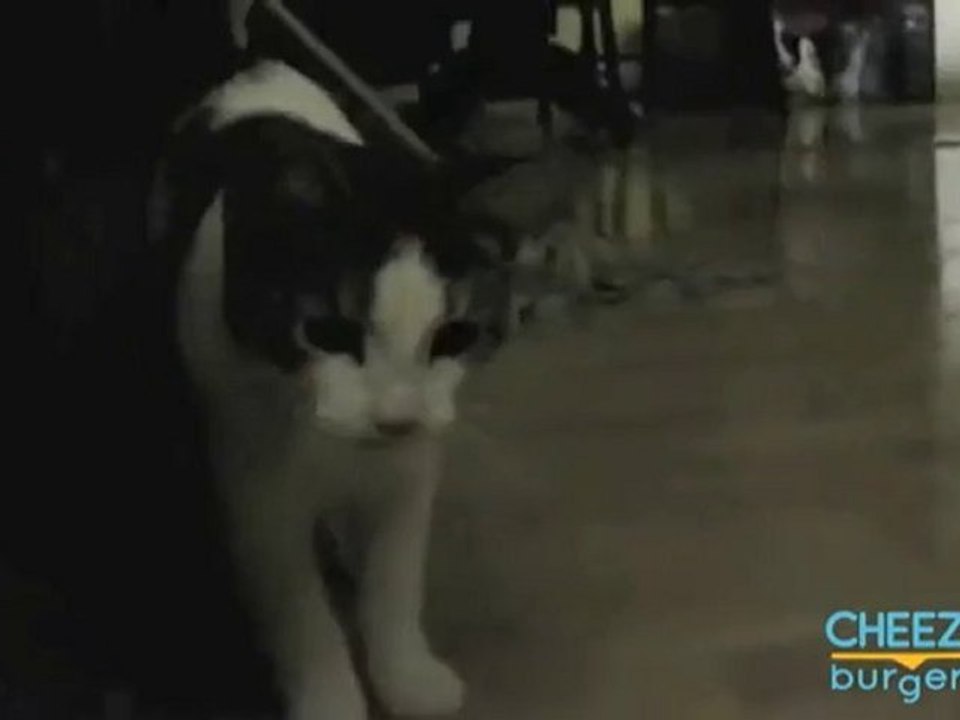 Il gatto che sgomma sul pavimento