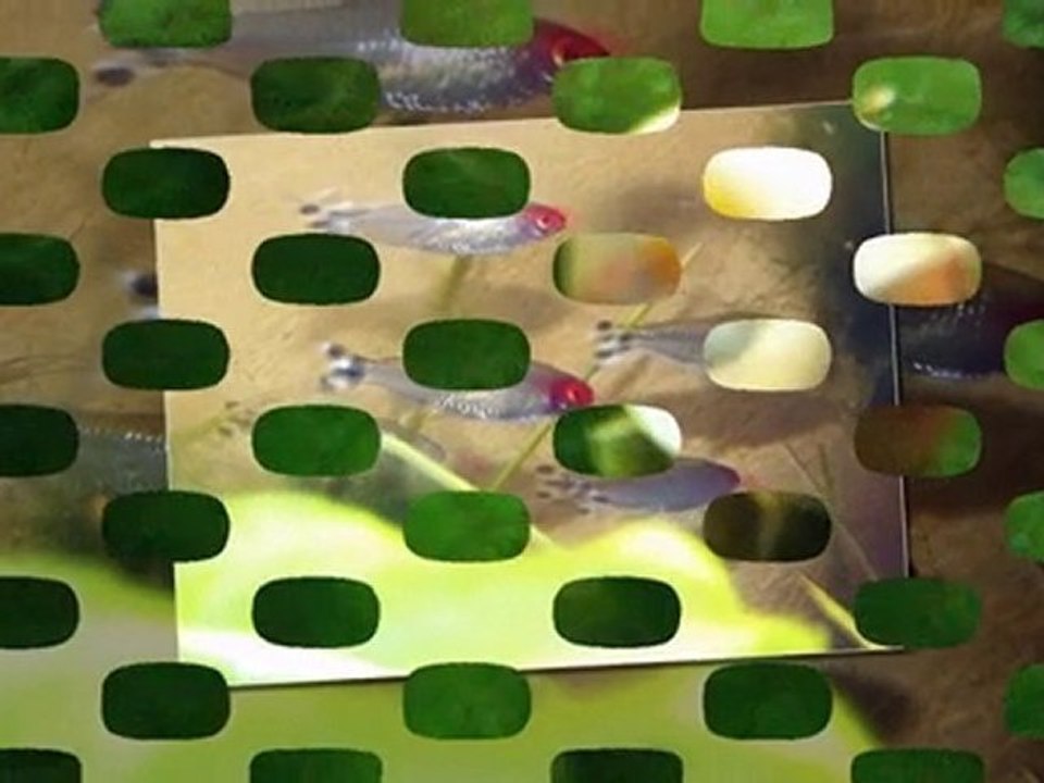 Poissons; Veuves & Nez rouge.