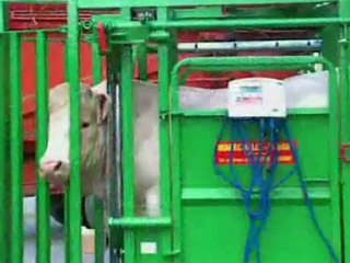 Cage de contention PM 2400 pneumatique Maréchalle pesage