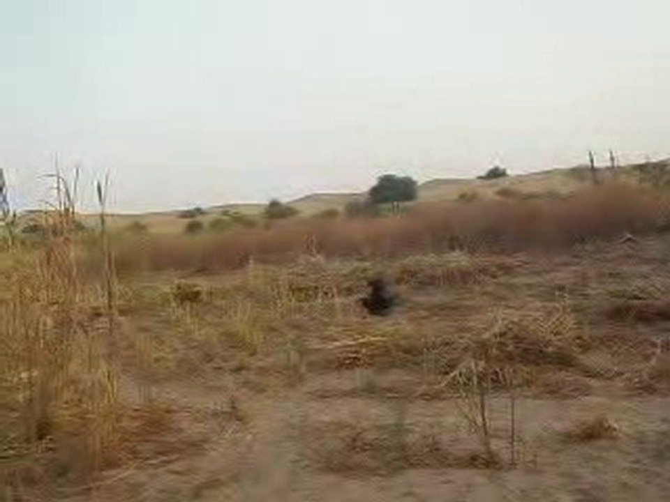 Chien qui chante