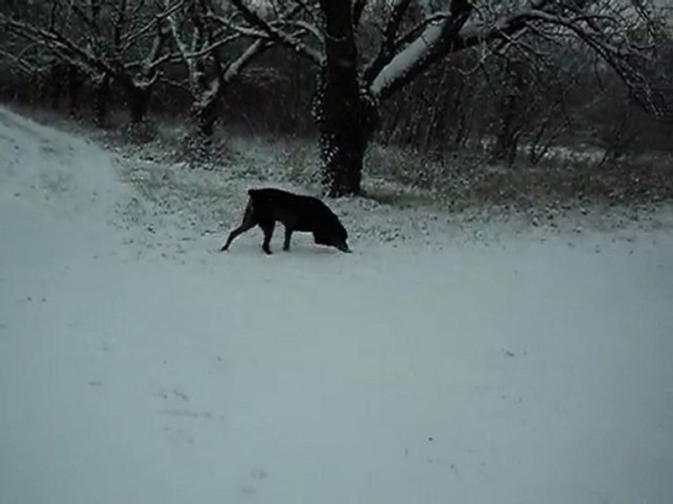 30 11 2010 sous la neige ! 003