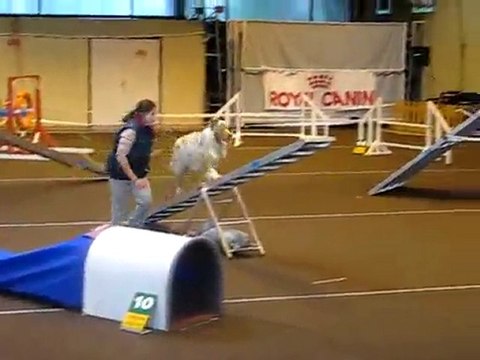 severine AGILITY LALANDES 2010 cheyenne