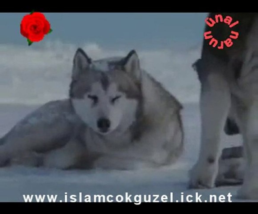 Dostluk