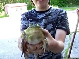 Un crapaud  crie comme un Bébé