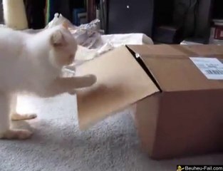 Le Chat qui Aime Toucher des Trucs