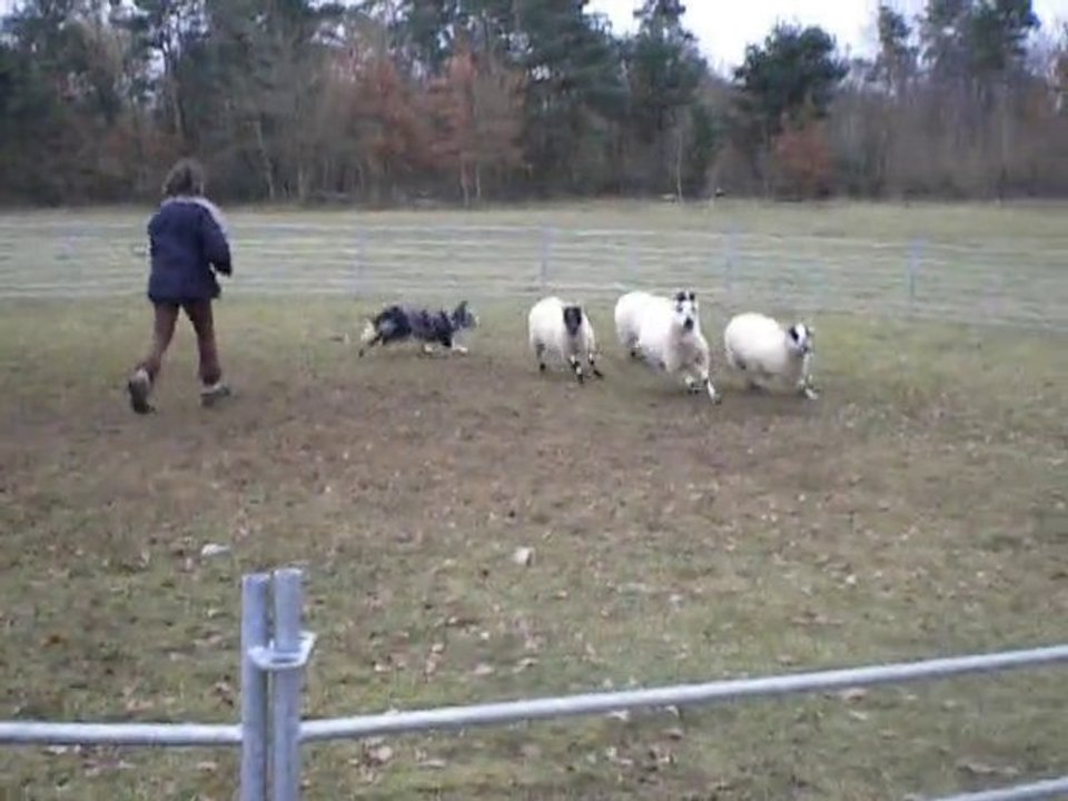 Fast aux moutons