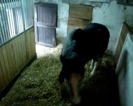 pluie & licol vert, sortie sous la pluie