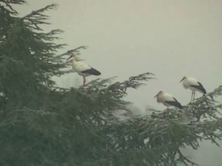 Cigognes sous la neige