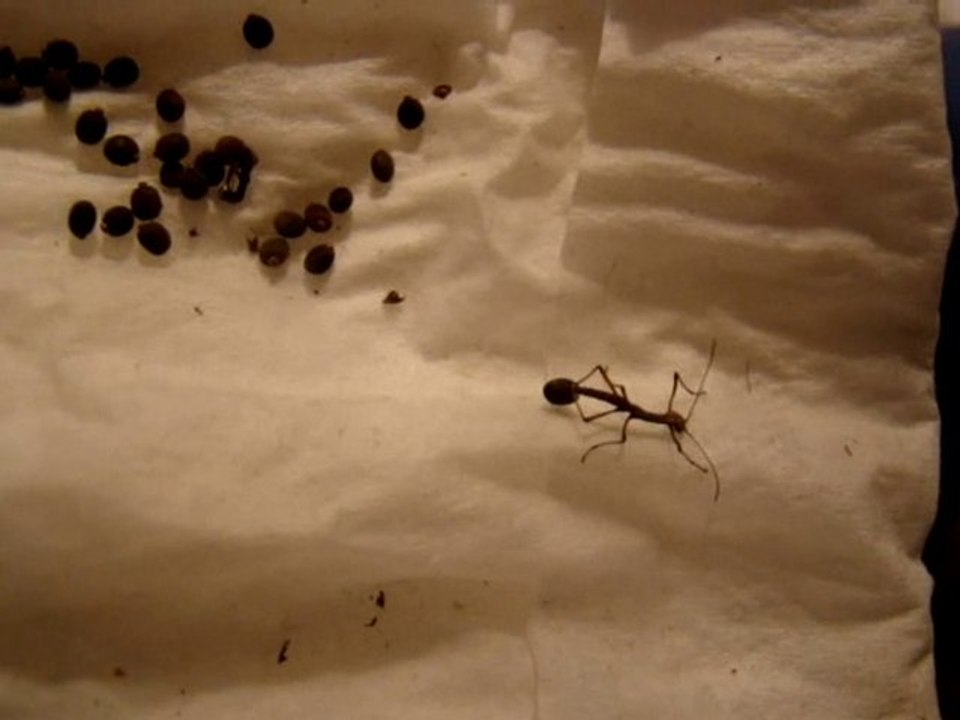 Naissance de carausius morosus
