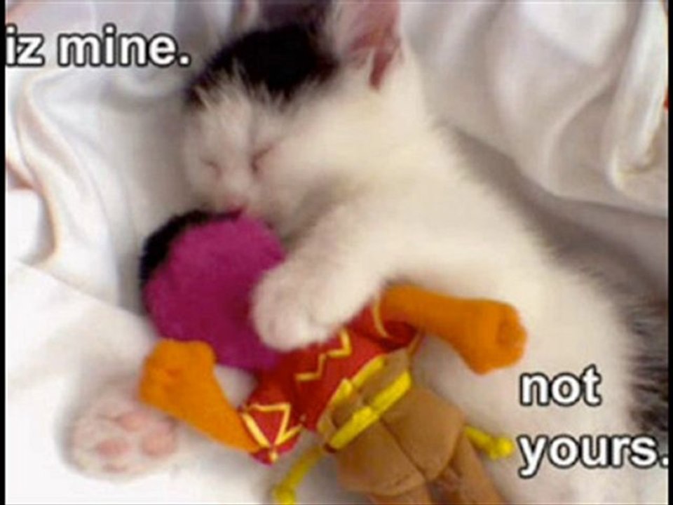 Hillarious Cats,Super Funny,MUST SEE