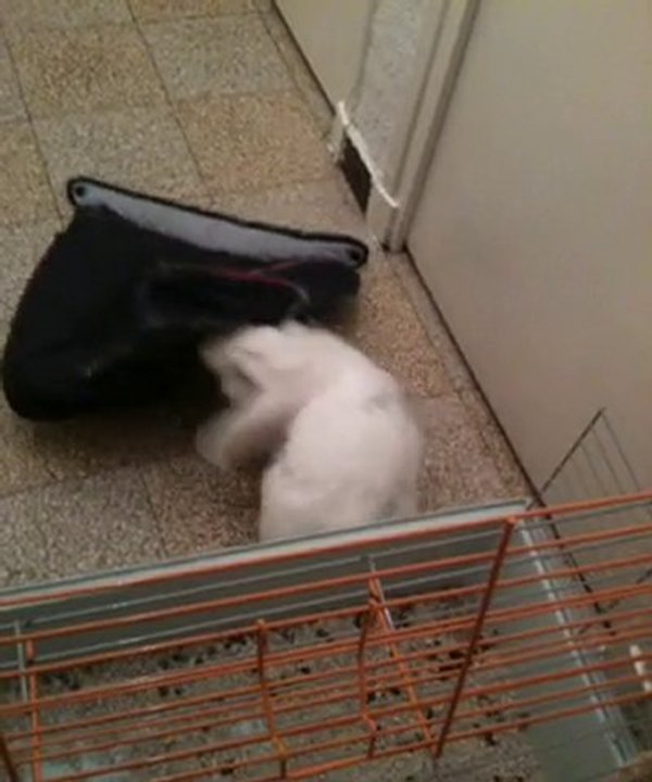 Titoune, Un Lapin Qui Toune En Rond