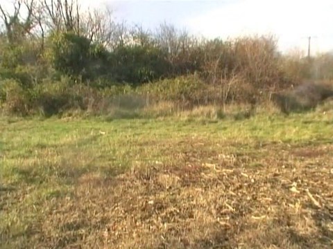 Chasse aux chiens courants