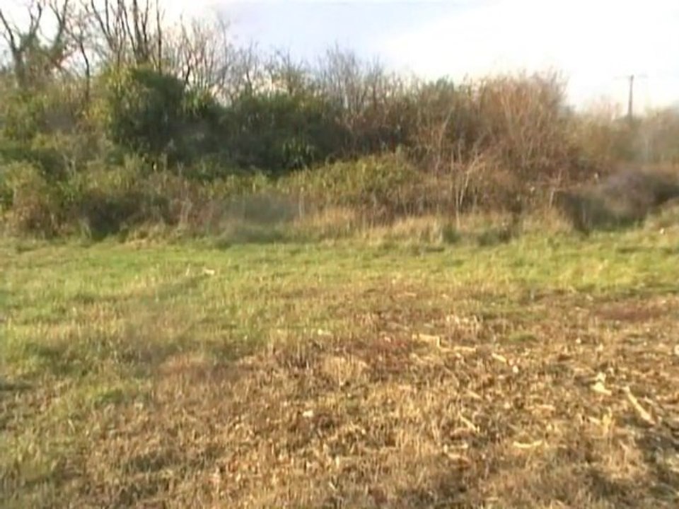 Chasse aux chiens courants