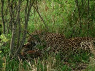 safari.tv diary - 28 November 2010