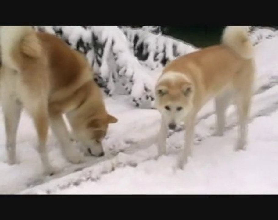 neige le 29.11.2010