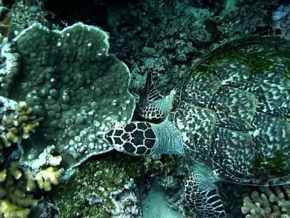 Diving Bunaken with Sam and Cha-Cha resort