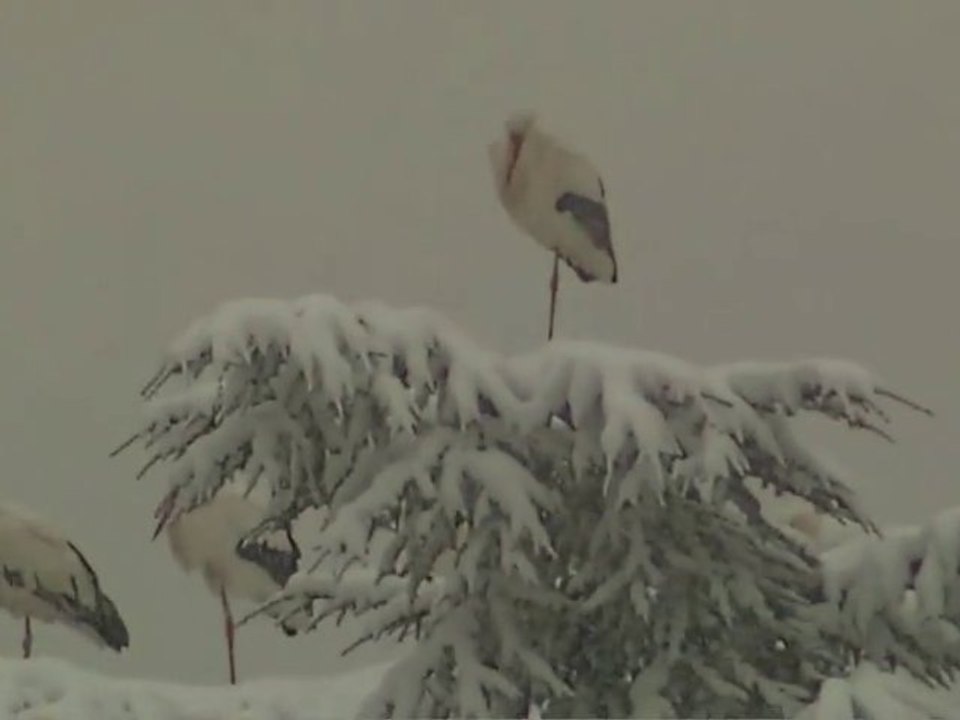 Cigognes sous la neige 2