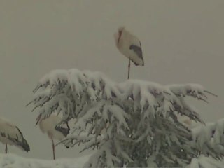 Cigognes sous la neige 2