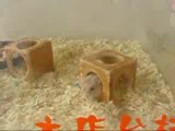 Hamsters Acrobates