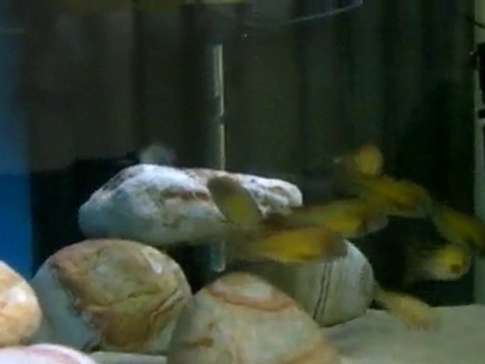 Tropheus Kambwimba