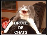 Drôle de chats -  Funny cats