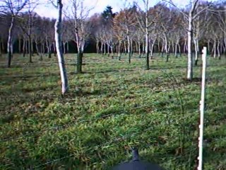 Tir d' un chevreuil en battue france 2010