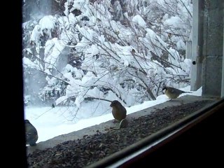 petits oiseaux du jardin
