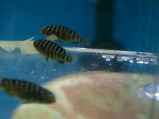 Tropheus Kambwimba 2nci1