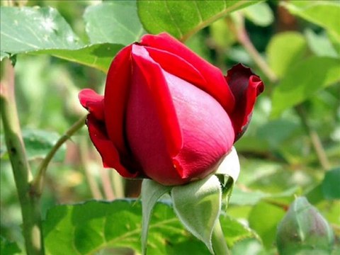 Ali Ercan - Göçtü Kervan - islamseli.net