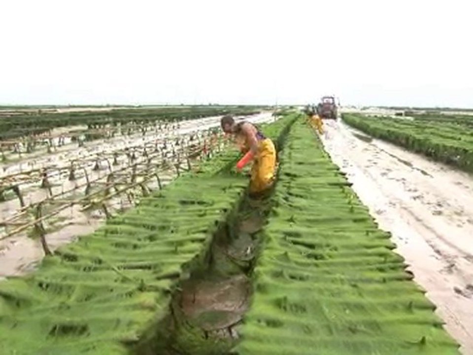 l'huitre christophe gaboriau