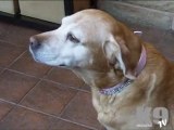 K9 Magazine Video Review Leather Dog Bling Collars