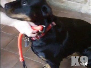K9 Magazine Video Review Lupine Collar & Wacky Walk'r